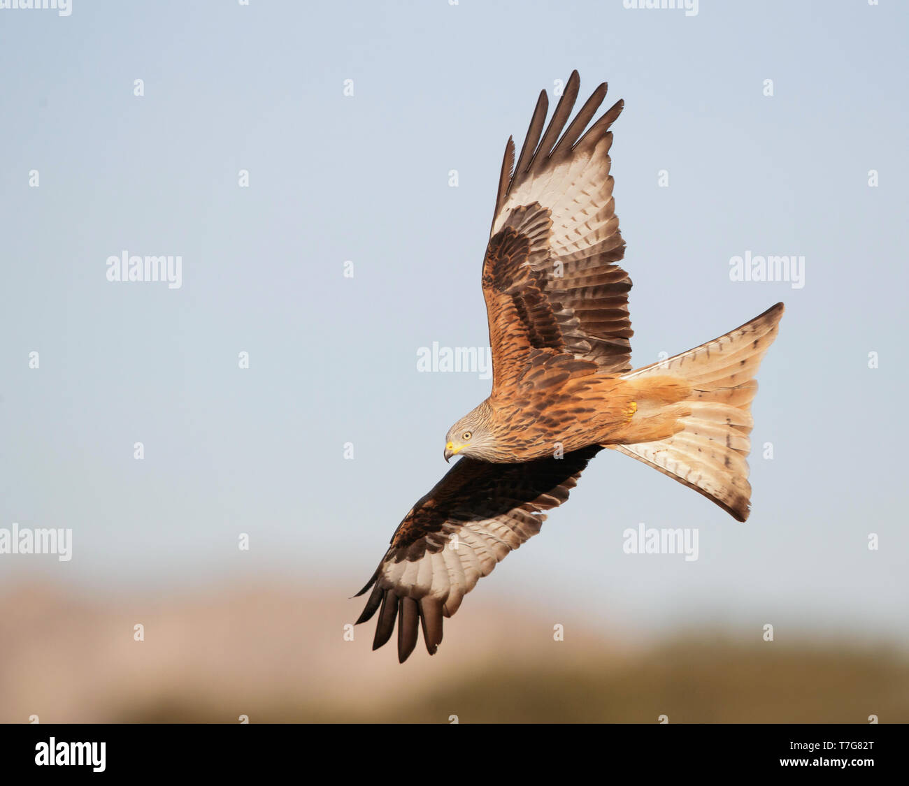 Im ersten Winter Rotmilan (Milvus milvus) im Flug, von unten gesehen. Stockfoto