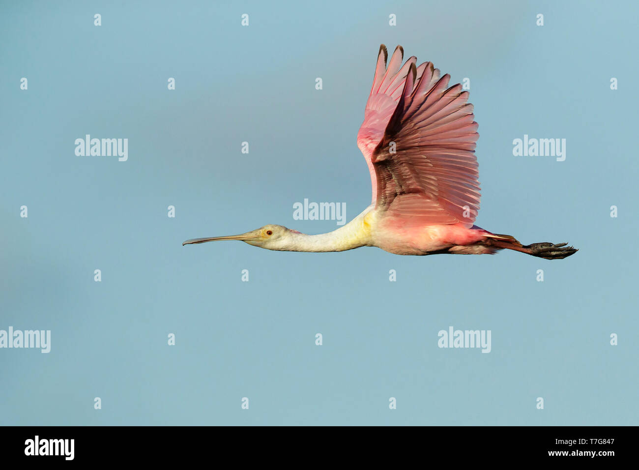 Juvenile Rosalöffler, Platalea ajaja Galveston Co., Texas, April 2017 Stockfoto