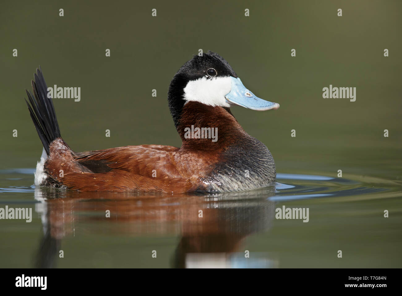 Erwachsene männliche Schwarzkopfruderente (Oxyura Jamaicensis) im Display Kamloops, British Columbia, Juni 2015 Stockfoto