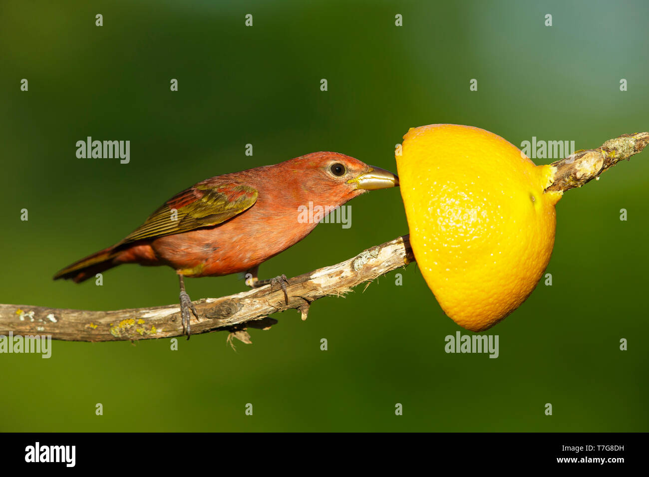 Erste - Sommer männliche Sommer Tanager (Piranga rubra) Galveston Co., Texas, USA Stockfoto