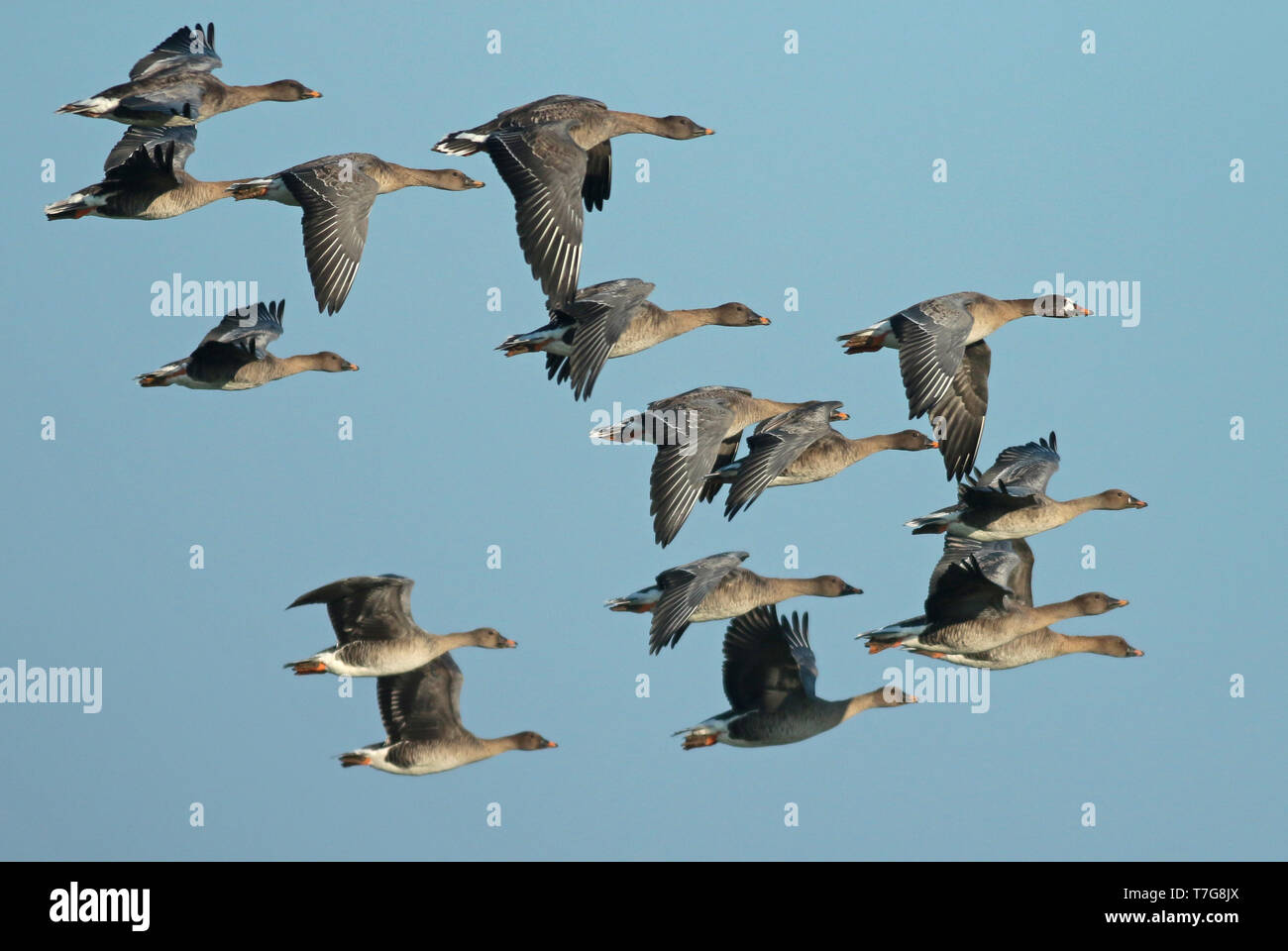 Herde von Tundra Bean Goose (Anser serrirostris) auf der Flucht vor einem blauen Himmel als Hintergrund Stockfoto