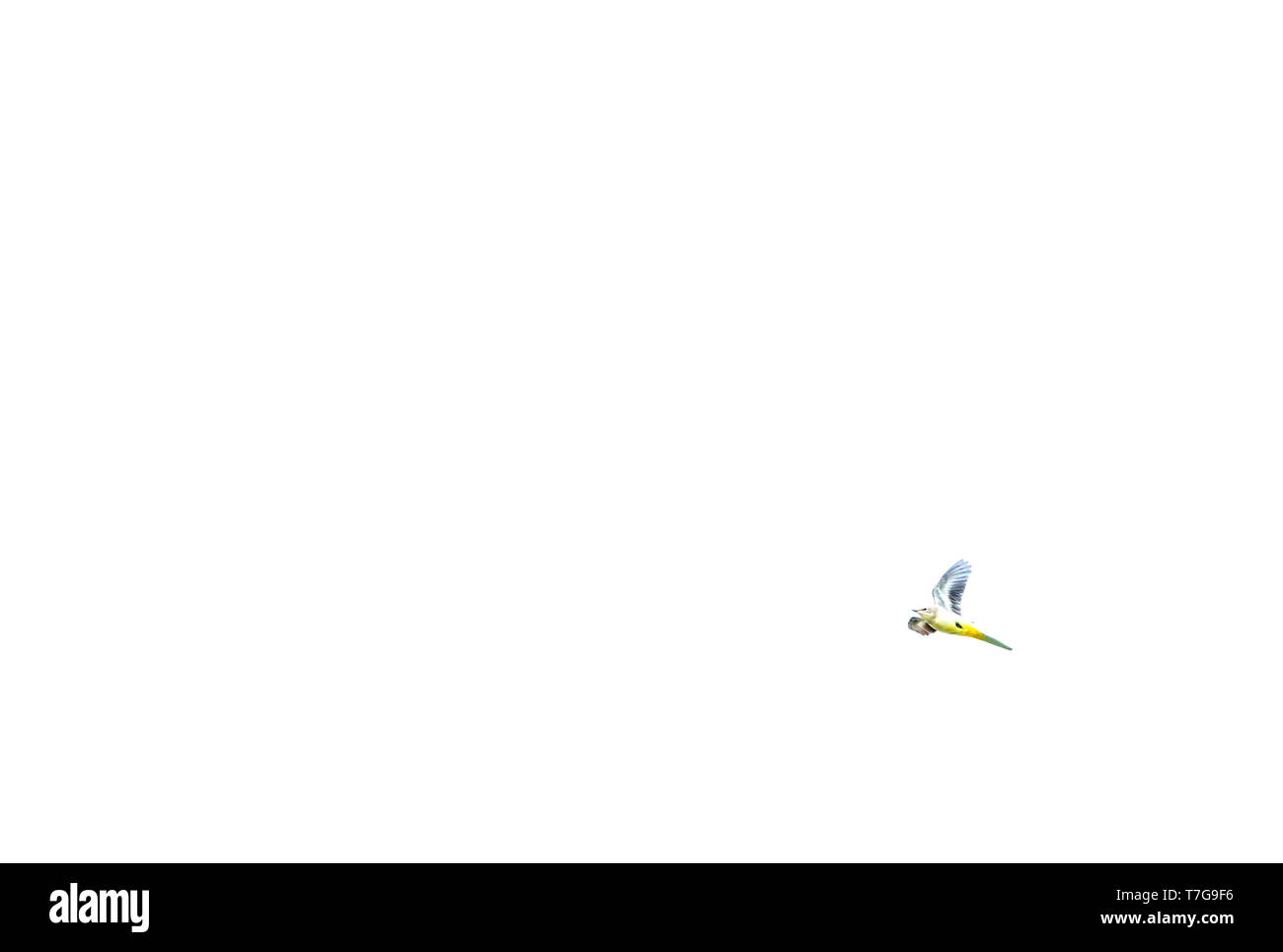 High key Bild einer Gebirgsstelze (Motacilla cinerea) Migration über Watteninsel Vlieland, Niederlande. Stockfoto