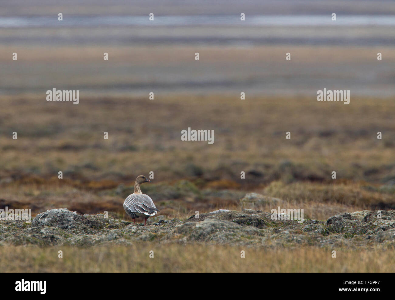 Pink-footed Goose (Anser brachyrhynchus) in Zucht Lebensraum, der Tundra von Spitzbergen Stockfoto