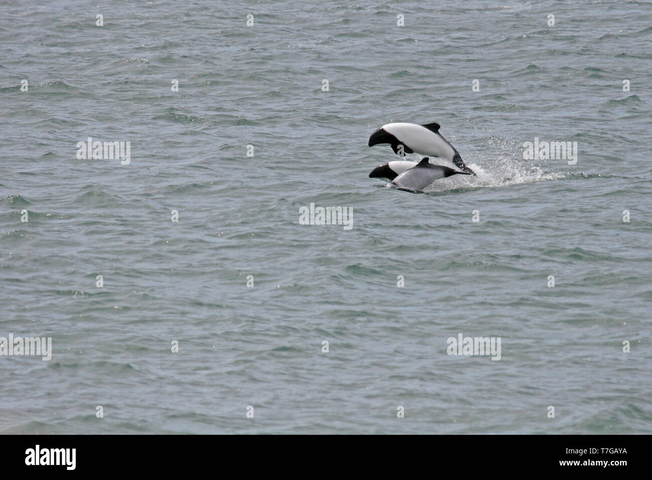 Commerson Dolphin's Sprung aus dem Meer Stockfoto