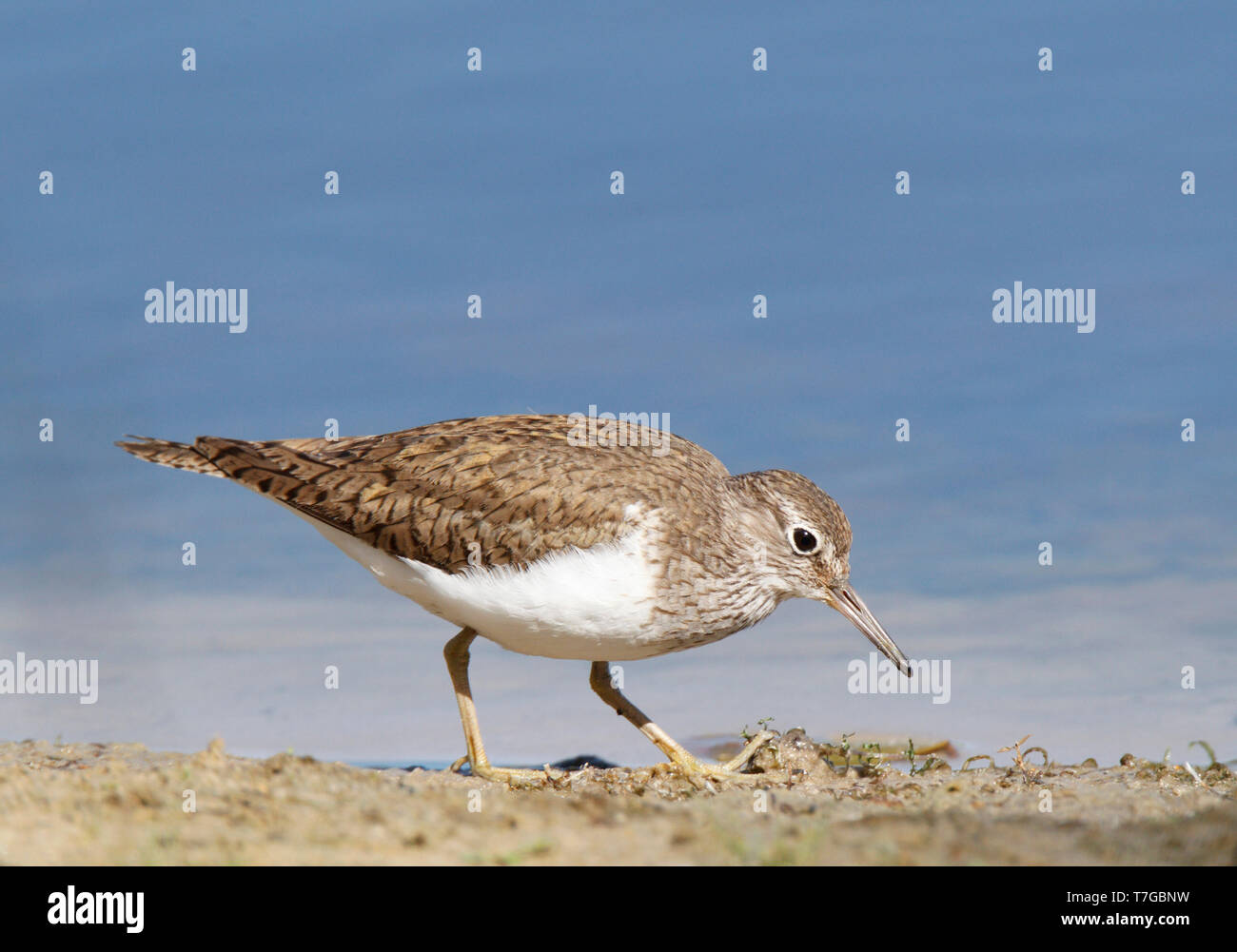 Nach Flussuferläufer (Actitis hypoleucos) im Herbst Gefieder wandern und die Nahrungssuche auf schlammigen Kante eines niederländischen See. Stockfoto