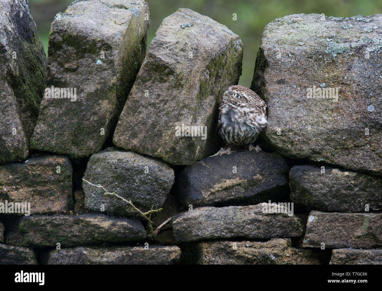 Steinkauz, Athene noctua, versteckt in Dry Stone Wall, Haworth, West Yorkshire Stockfoto