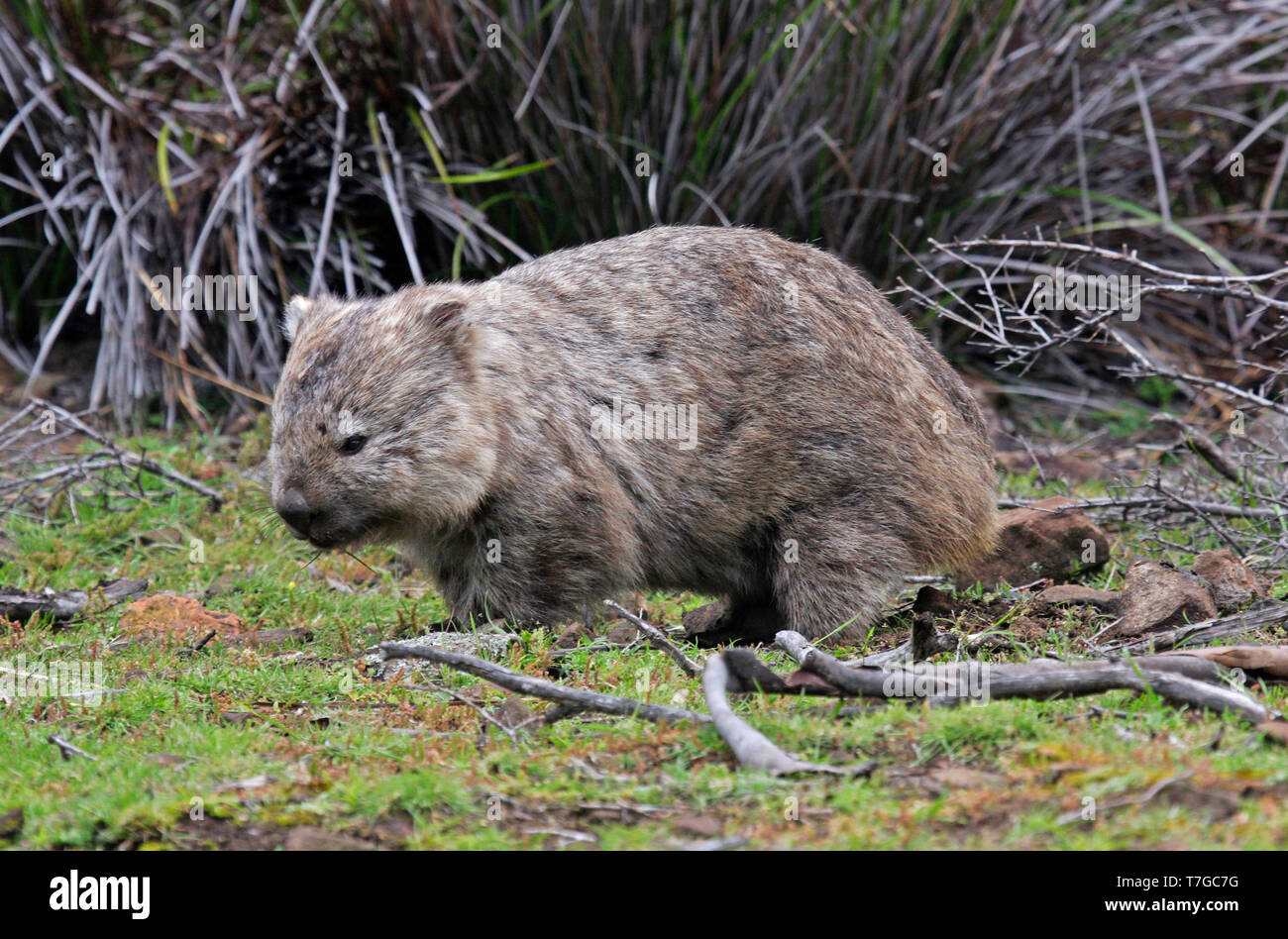 Gemeinsamen wombat Stockfoto