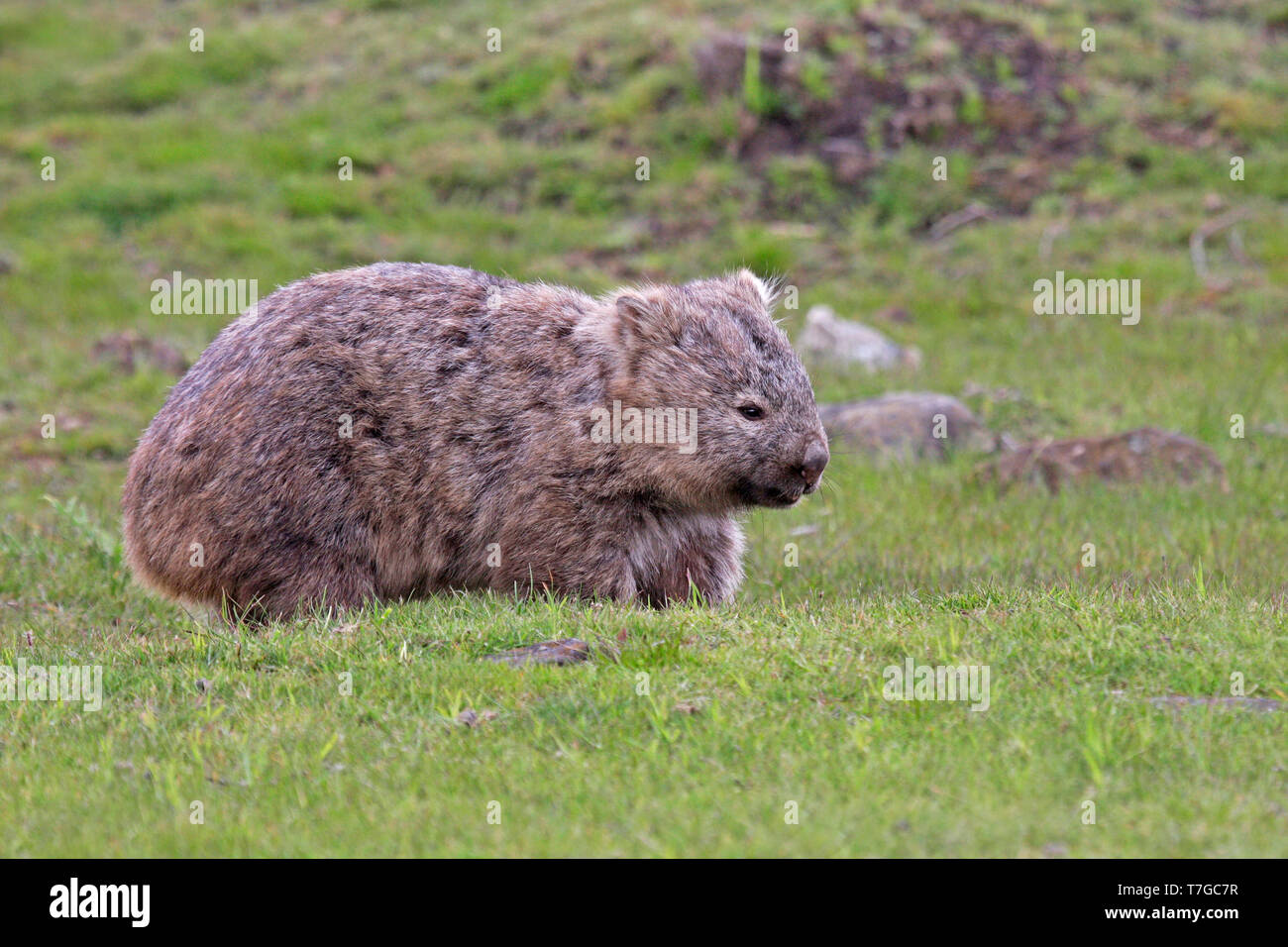 Gemeinsamen wombat Stockfoto