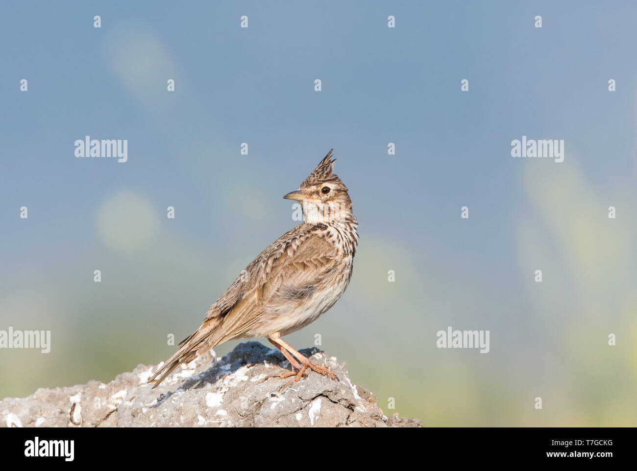 Crested Lark (Galerida cristata) auf der griechischen Insel Lesbos. Stockfoto