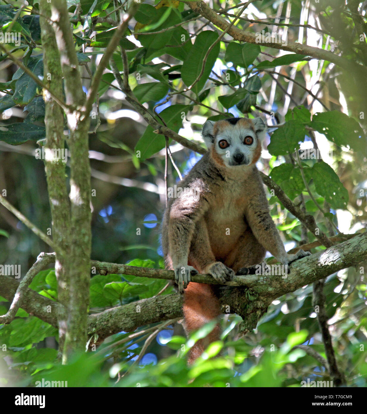 (Eulemur gekrönt lemur Coronatus) in seinem natürlichen Lebensraum auf Madagaskar. Hohe in der Haube eines trockenen Laubwald an der nördlichen Spitze von Madaga gehockt Stockfoto