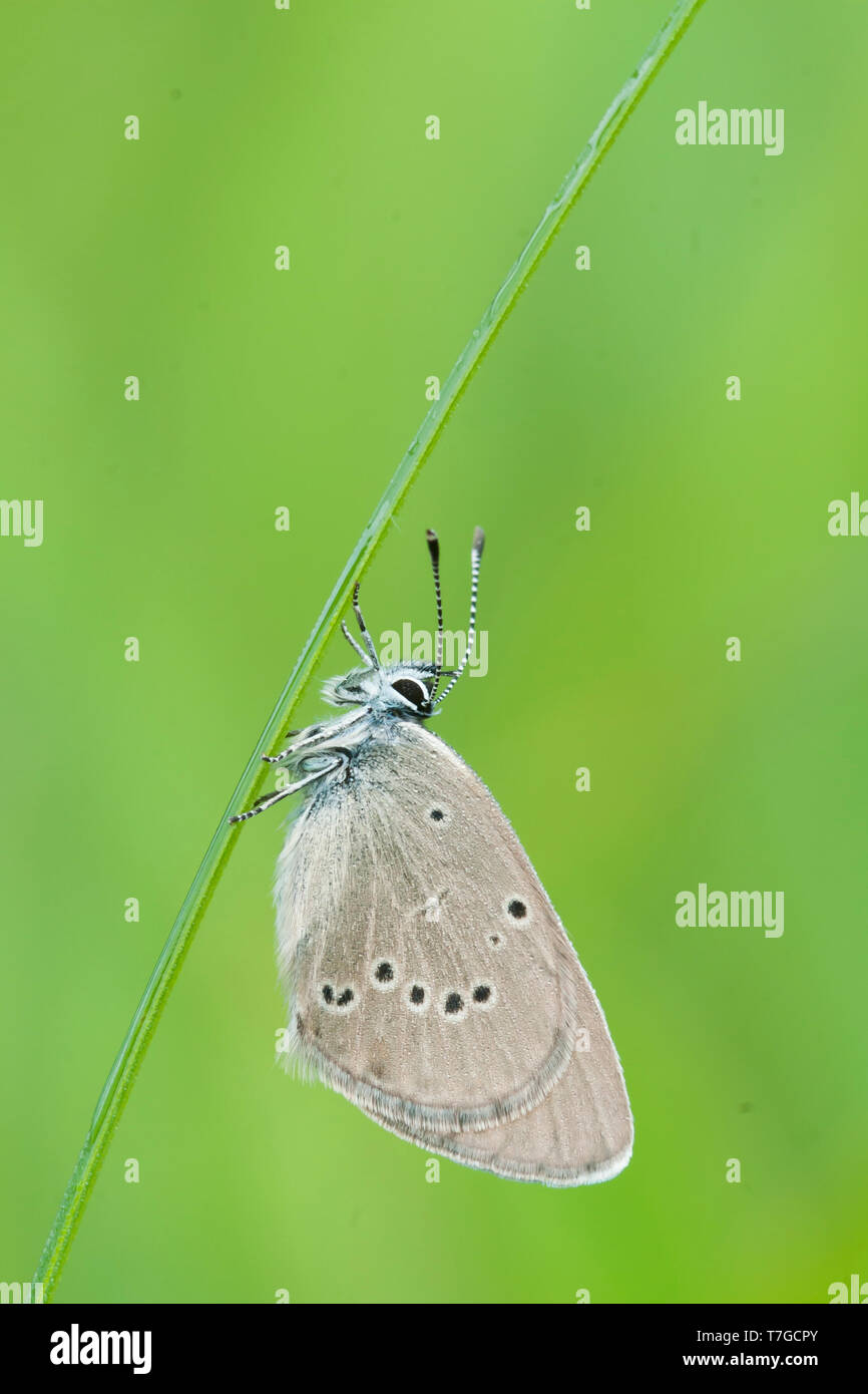 Cyaniris semiargus-Mazarine Blue-Rotklee-Bläuling, Deutschland (Baden-Württemberg), Imago Stockfoto