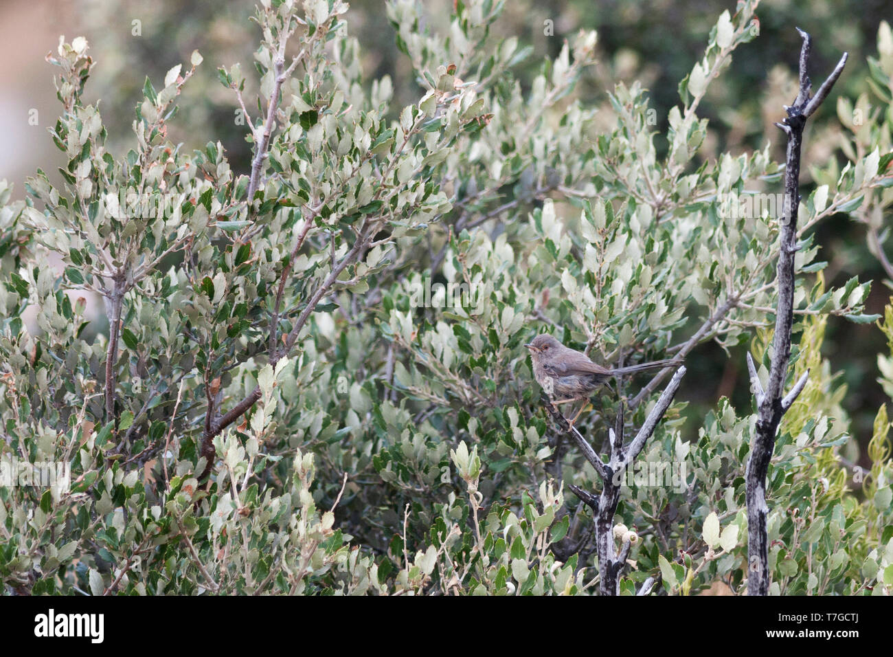 Unreife Dartford Warbler, Sylvia undata ssp. undata, Frankreich Stockfoto