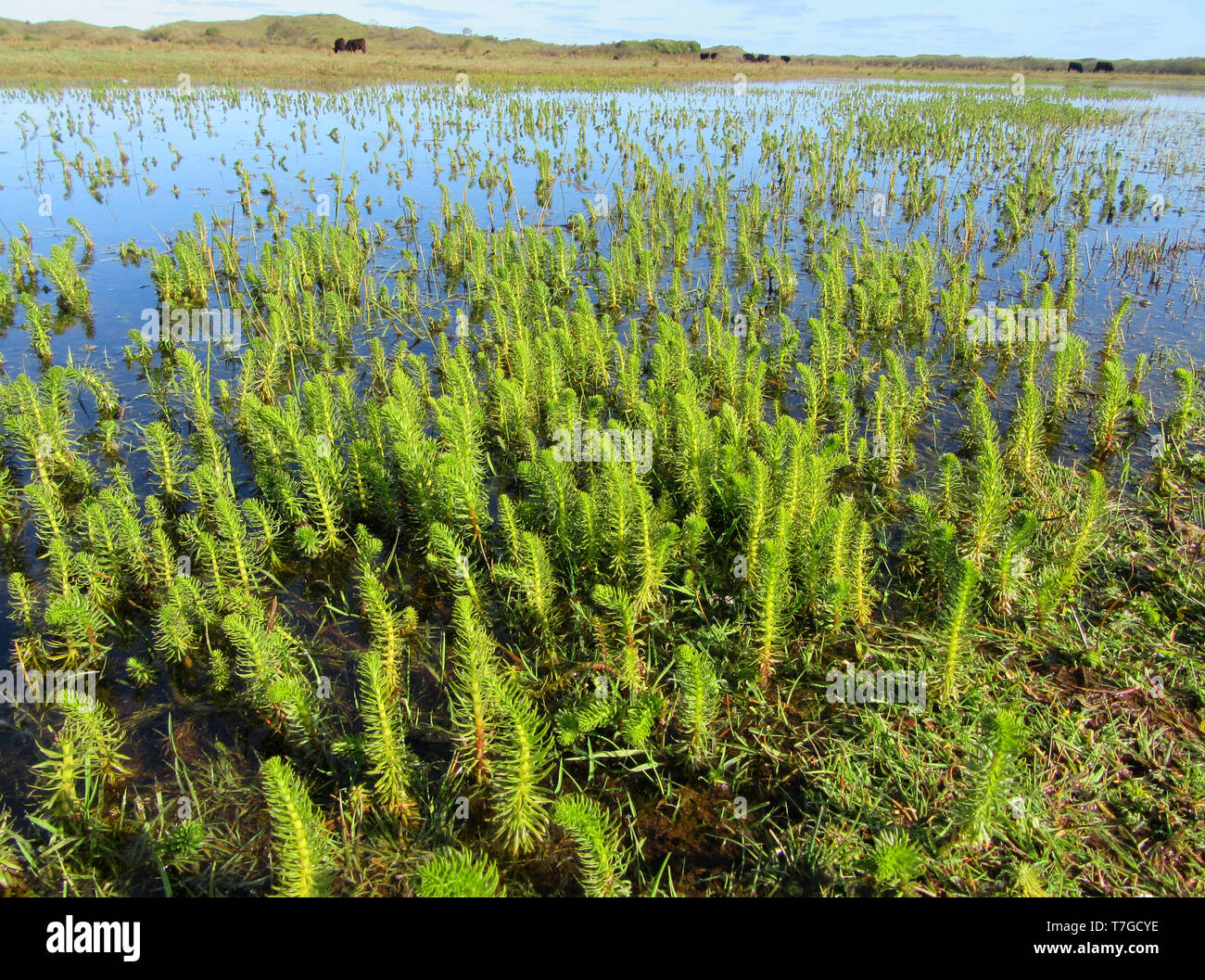 Kleine grüne Wasserpflanzen aus dem Wasser klemmt in "de Nederlanden" auf Watteninsel Texel in den Niederlanden. Inländische Rinder im Hintergrund. Stockfoto