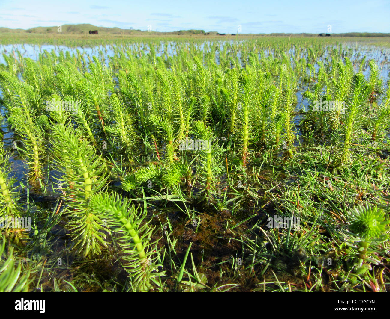 Kleine grüne Wasserpflanzen aus flacher See in "de Nederlanden" im niederländischen Wattenmeer Insel Texel im Frühjahr. Landschaft mit heimischen Kühe in Th Stockfoto