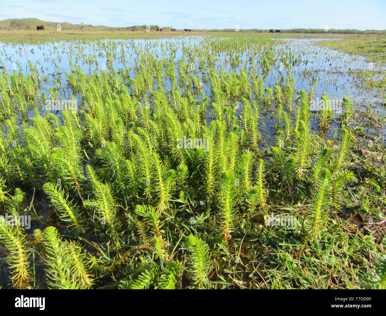 Kleine grüne Wasserpflanzen aus flacher See in "de Nederlanden" im niederländischen Wattenmeer Insel Texel im Frühjahr. Landschaft mit heimischen Kühe in Th Stockfoto