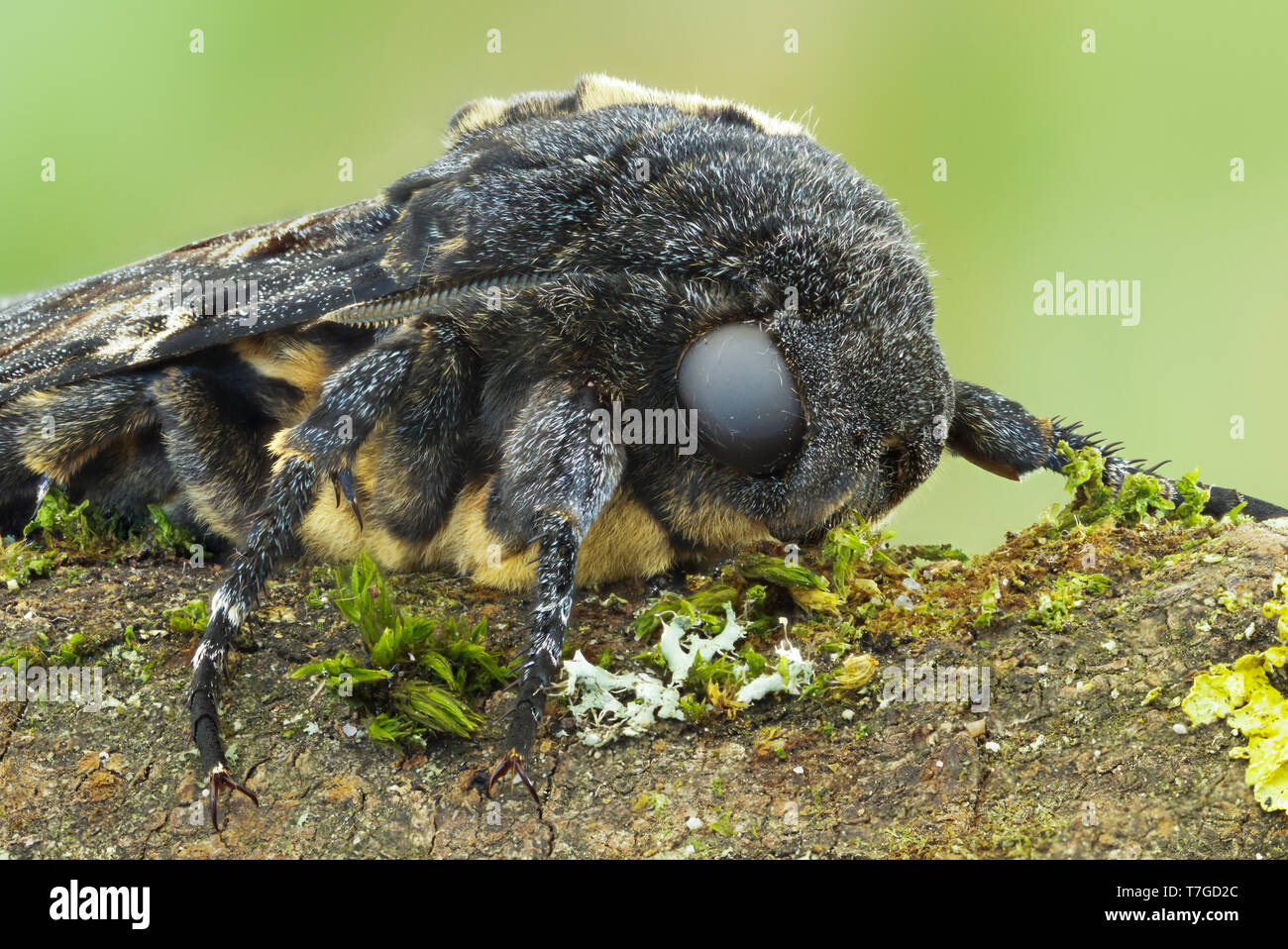 Todesfälle - Kopf Hawk-Moth-totenkopfschwärmer Acherontia Atropos, Deutschland, Imago Stockfoto