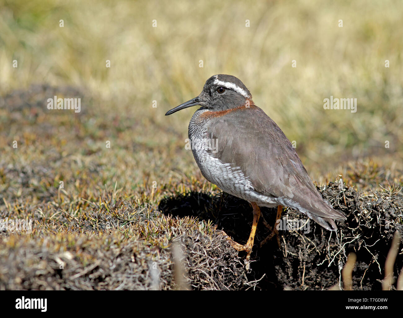 Männliche Diademed sandpiper - plover (Phegornis mitchellii) stehen im Moor in den Hochanden Perus. Stockfoto