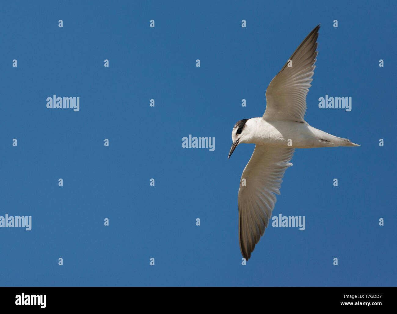 Erste - im südlichen Spanien winter Zwergseeschwalbe (Sternula Albifrons) im Flug gegen einen schönen Herbst blauer Himmel. Stockfoto