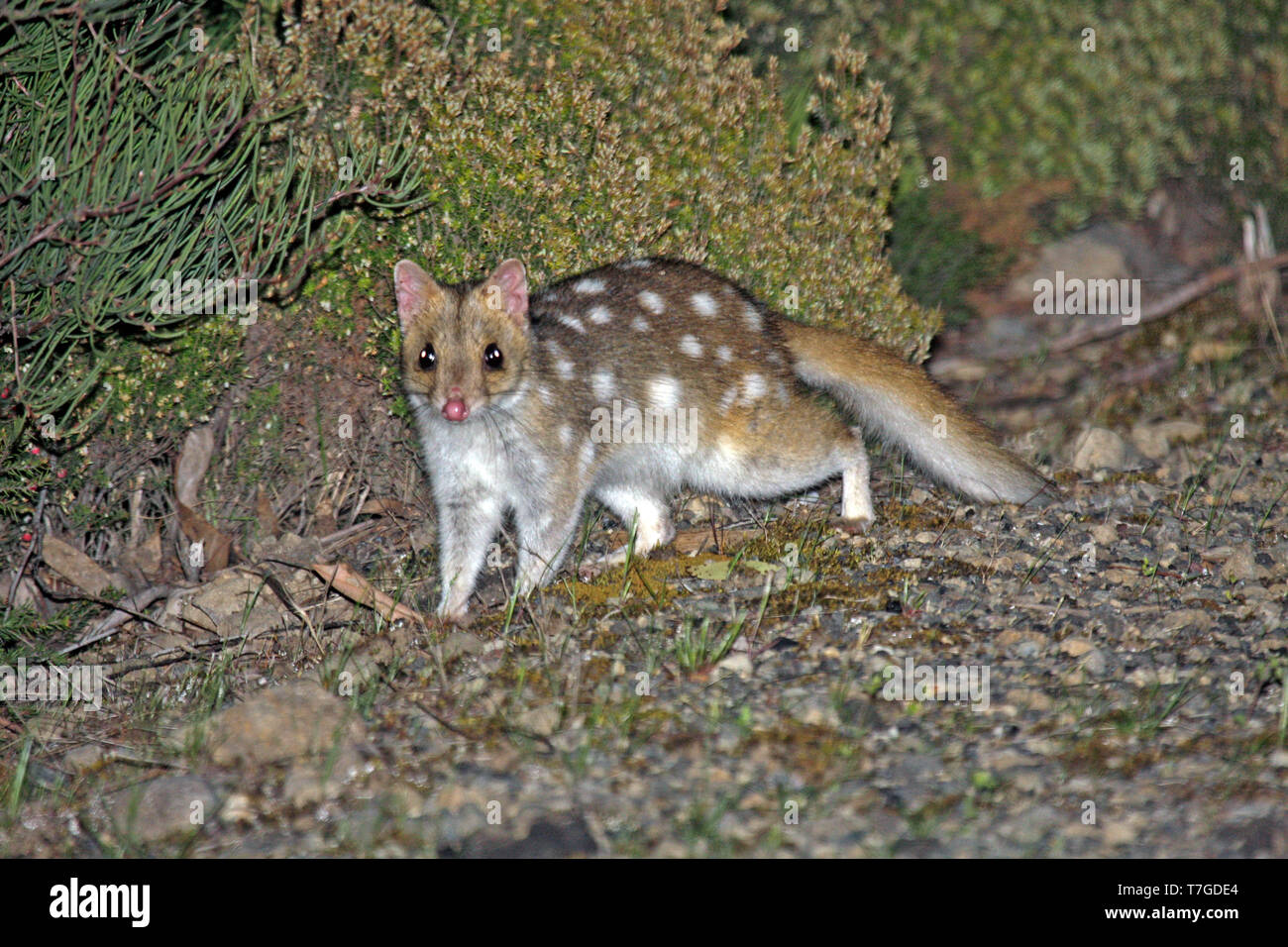 Eastern quoll Stockfoto