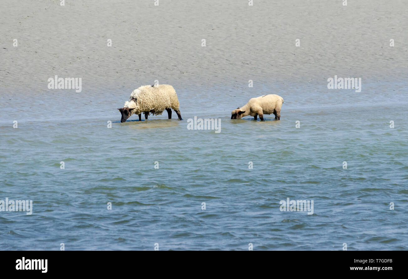 Schafe prep-verkauf Saint Valery sur Somme Picardie Stockfoto