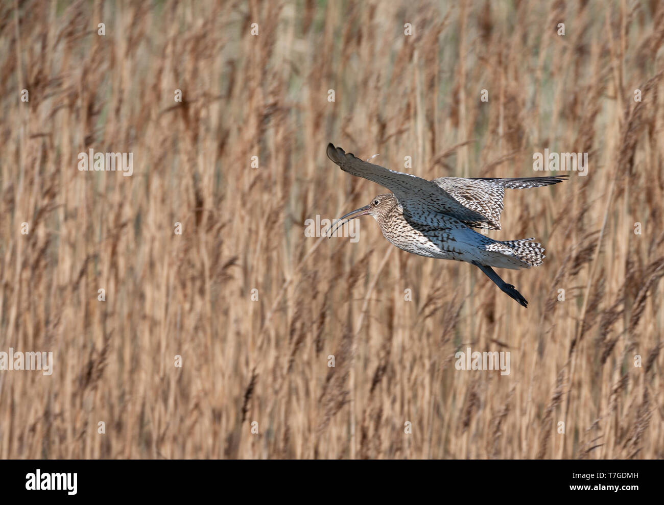 Nach Eurasian Curlew (Numenius arquata), während der Brutzeit in den Dünen von Texel in den Niederlanden. Stockfoto