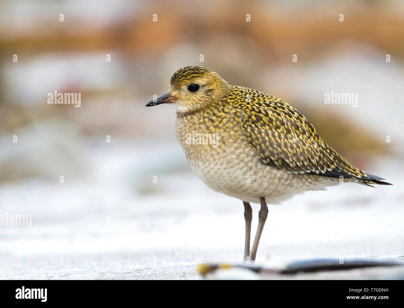 Eurasischen Goldregenpfeifer (Pluvialis apricaria), Deutschland, Erwachsene im Herbst/Winter Gefieder. Stockfoto