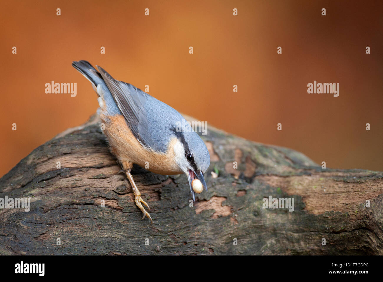 Eurasischen Kleiber (Sitta europaea) in den Niederlanden. Vogel sammeln Nüsse zu essen, auf einem Baumstamm gegen einen rötlich-braunen Hintergrund thront. Stockfoto