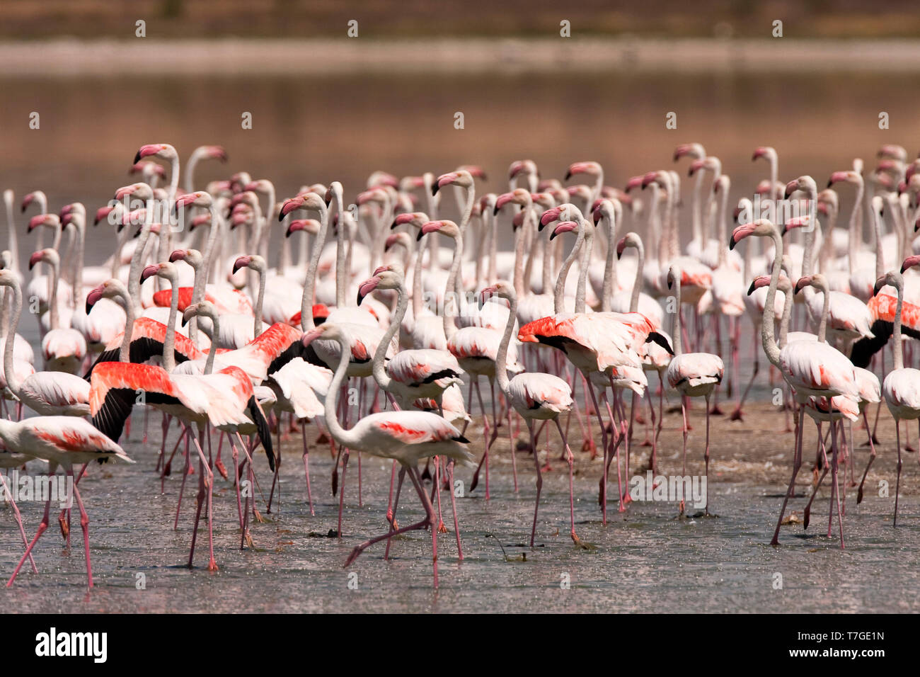Mehr Europese Flamingo, Flamingo, Phoenicopterus roseus Stockfoto