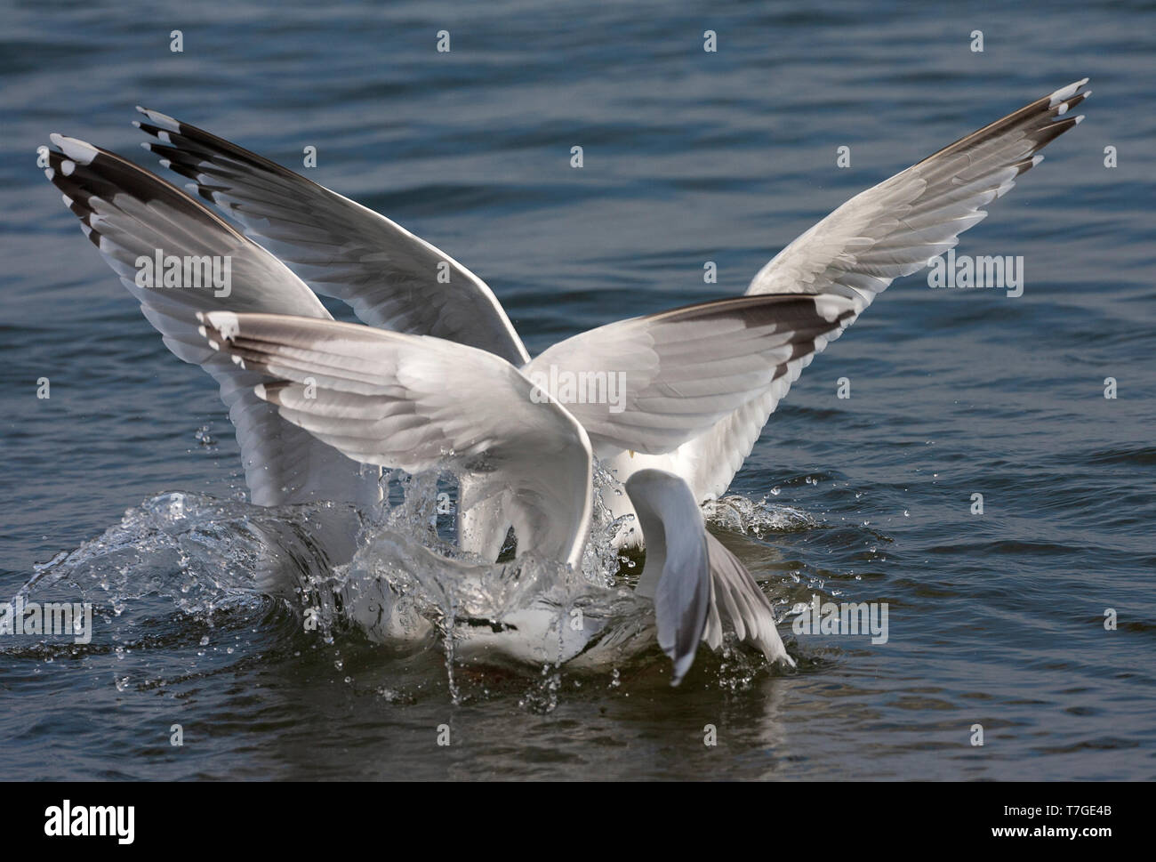 Drei erwachsene Europäische Silbermöwe (Larus argentatus) kämpfen für Essen auf dem Wasser im Wattenmeer von Schiermonnikoog in den Niederlanden. Stockfoto