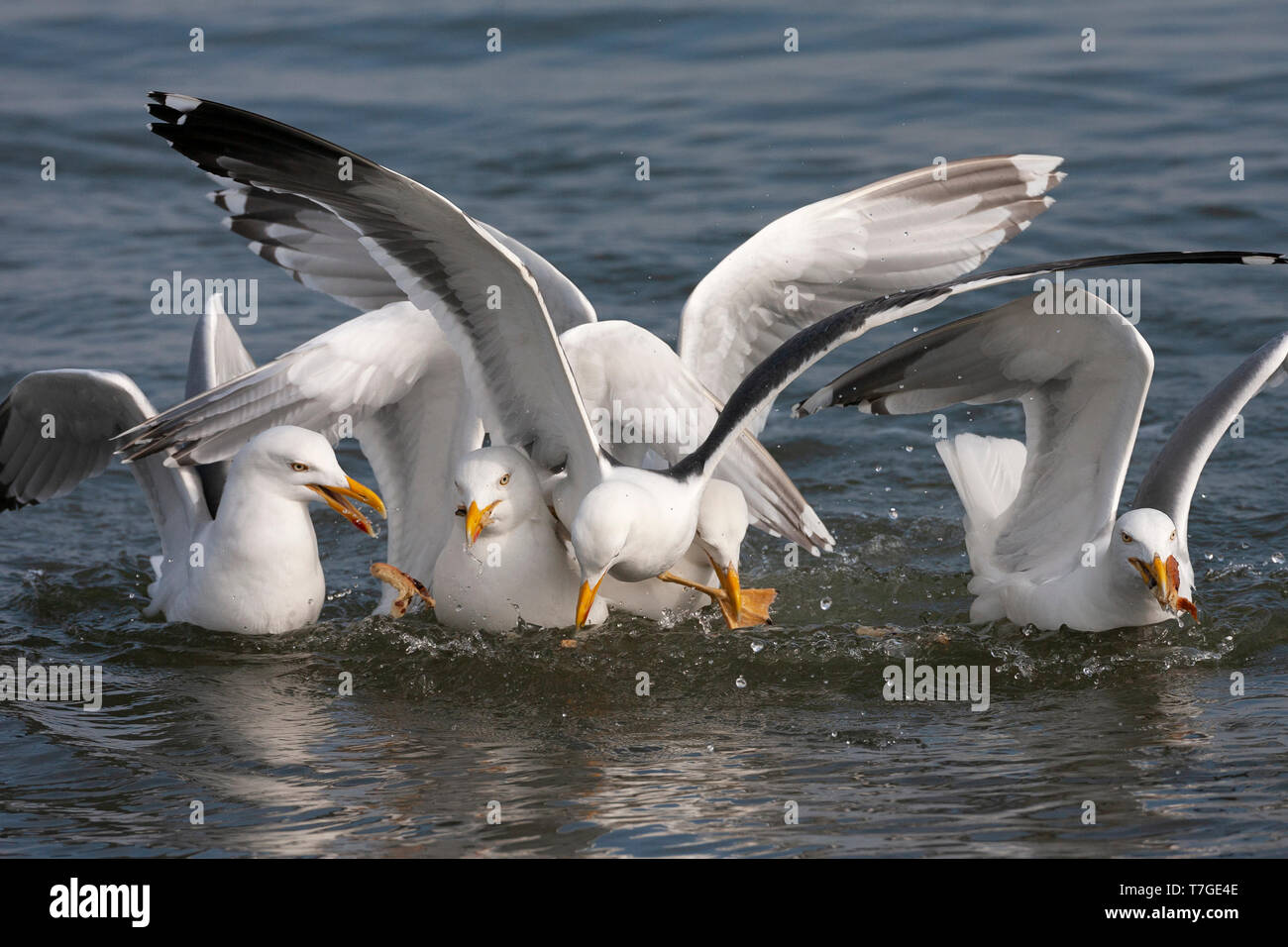 Nach Heringsmöwe (Larus fuscus) Landung in Gruppe der Europäischen Silbermöwe (Larus argentatus) sitzen auf dem Wasser im niederländischen Wattenmeer S Stockfoto