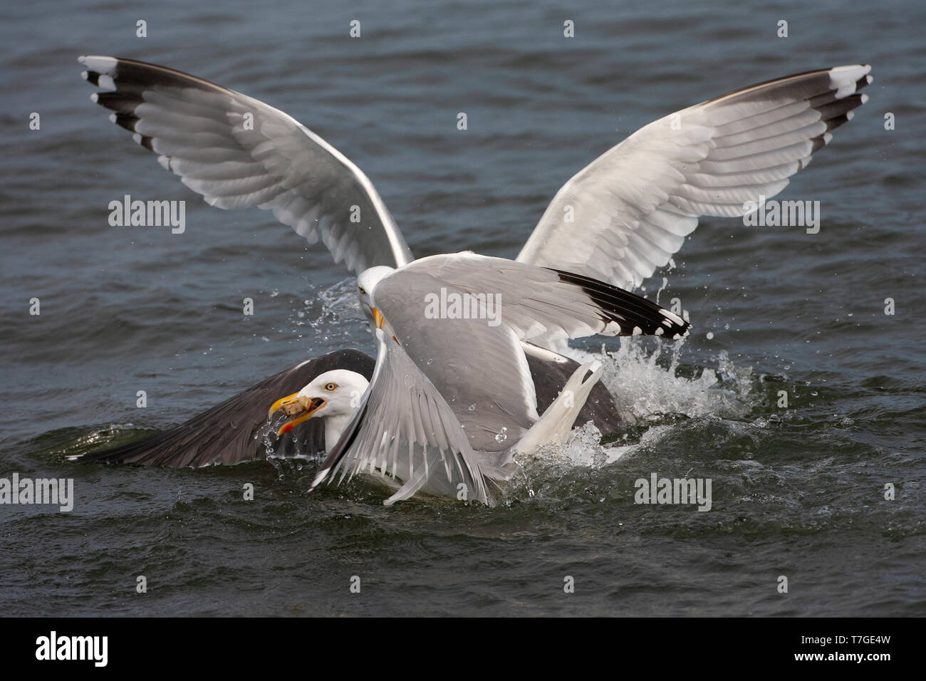 Nach Heringsmöwe (Larus fuscus) kämpfen mit einem erwachsenen europäischen Silbermöwe (Larus argentatus) für Nahrungsmittel in den Niederlanden. Einen anderen H Stockfoto