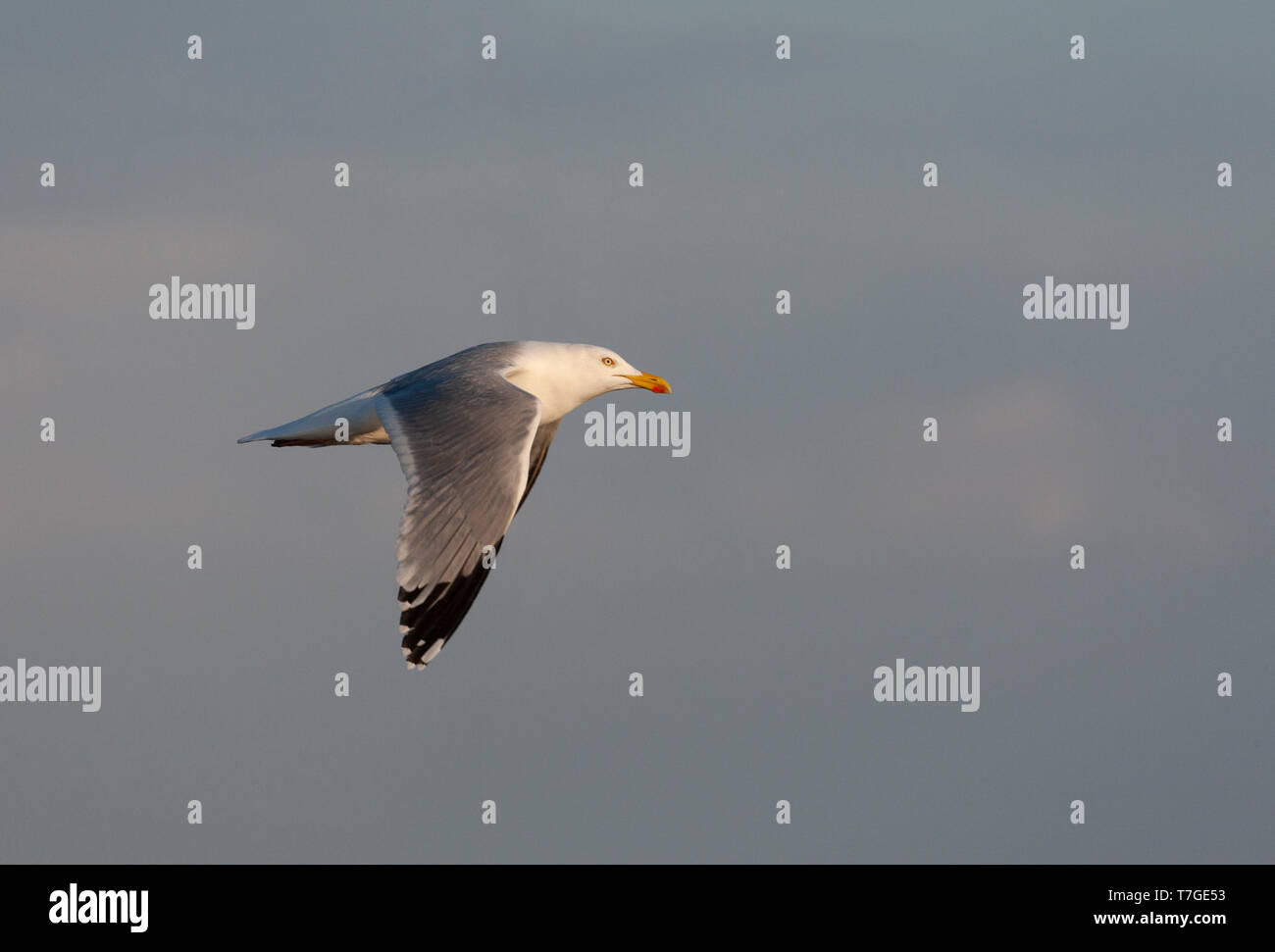 Erwachsene Europäische Silbermöwe (Larus argentatus) in den Niederlanden. Fliegen ein Abend licht Wolke im Hintergrund. Stockfoto