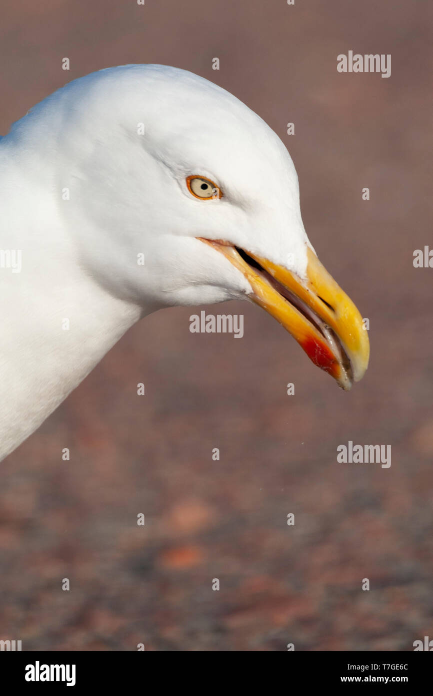 Nahaufnahme der erwachsene Europäische Silbermöwe (Larus argentatus) auf Parkplatz in den Dünen von Texel, Niederlande, Essen, Essensreste von dir abgeholt Stockfoto Nahaufnahme der erwachsene Europäische Silbermöwe (Larus argentatus) auf Parkplatz in den Dünen von Texel, Niederlande, Essen, Essensreste von dir abgeholt Stockfoto