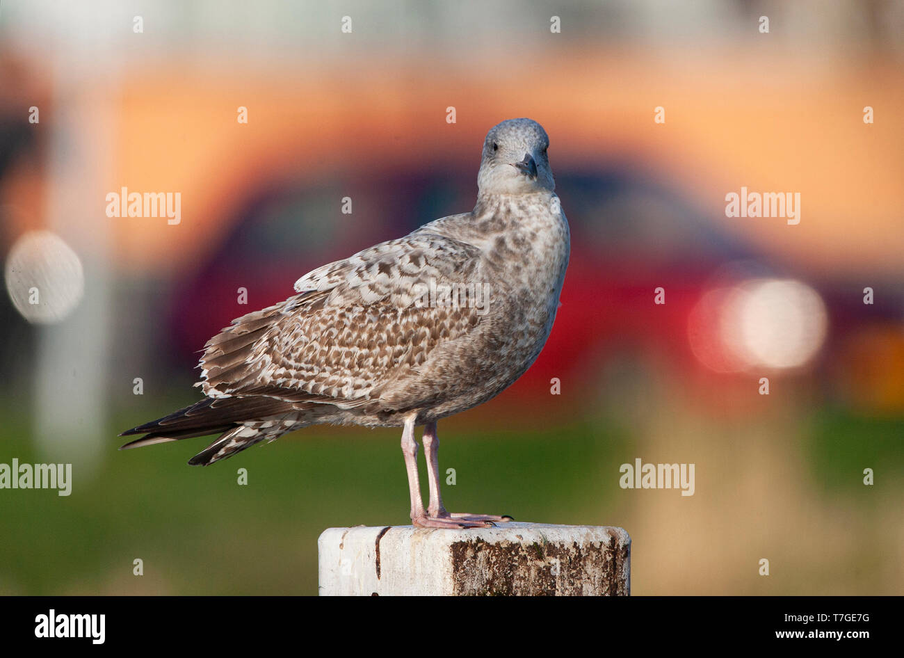 Im zweiten Jahr europäische Silbermöwe (Larus argentatus) stehen auf einer hölzernen Stange in städtischen Gebieten in den Niederlanden. Auto und bycle vorbei in der backgrou Stockfoto