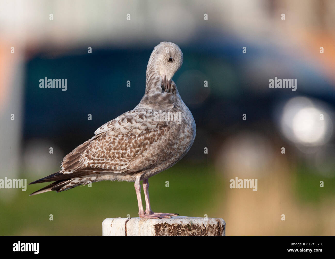 Im zweiten Jahr europäische Silbermöwe (Larus argentatus) putzen auf eine hölzerne Stange im städtischen Bereich die Niederlande, mit dunkelblauer van vorbei in den Bac Stockfoto