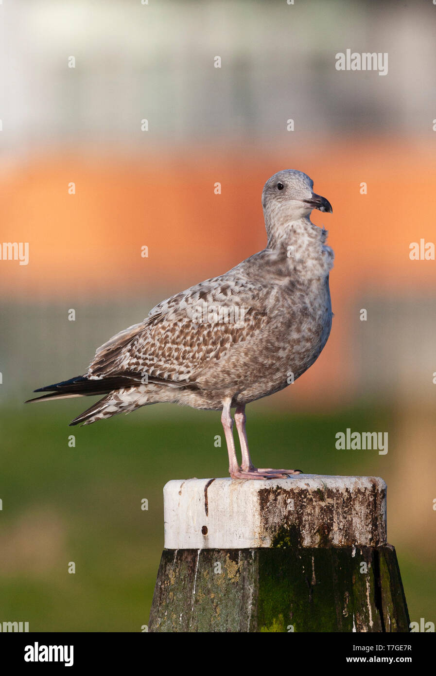 Im zweiten Jahr europäische Silbermöwe (Larus argentatus) stehen auf einer hölzernen Stange in städtischen Gebieten in den Niederlanden. Stockfoto