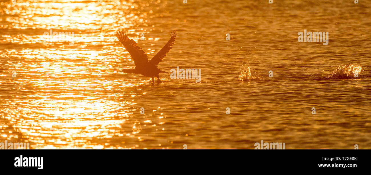 Europäische Shag, Phalacrocorax aristotelis Stockfoto