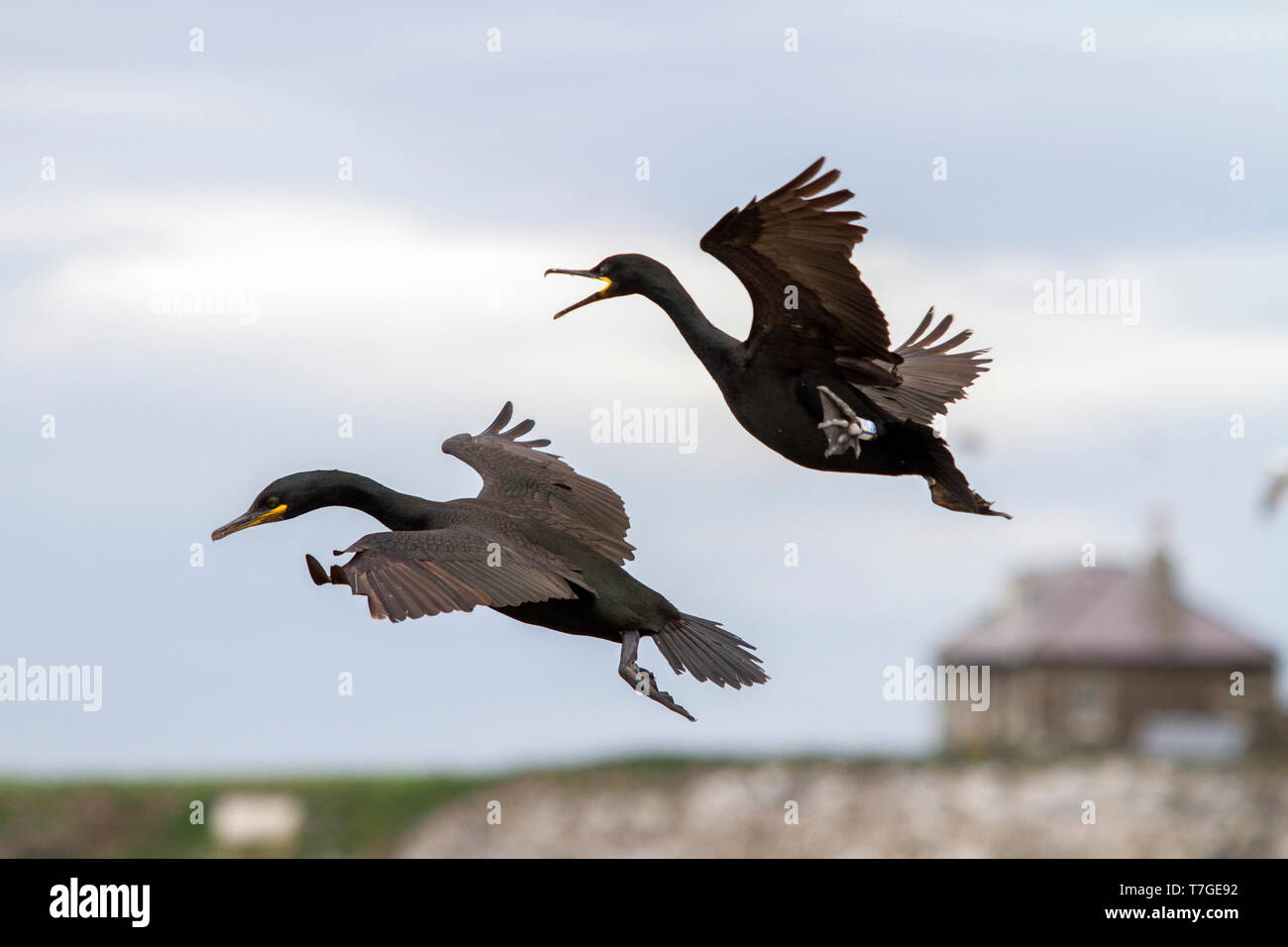 Europäische Shag, Phalacrocorax aristotelis Stockfoto