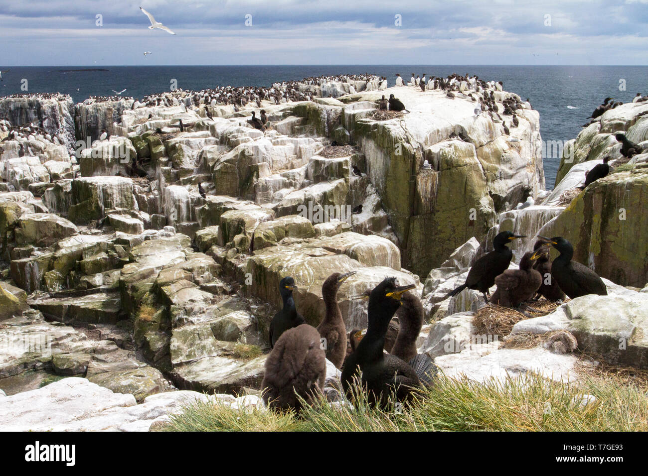 Europäische Shag, Phalacrocorax aristotelis Stockfoto