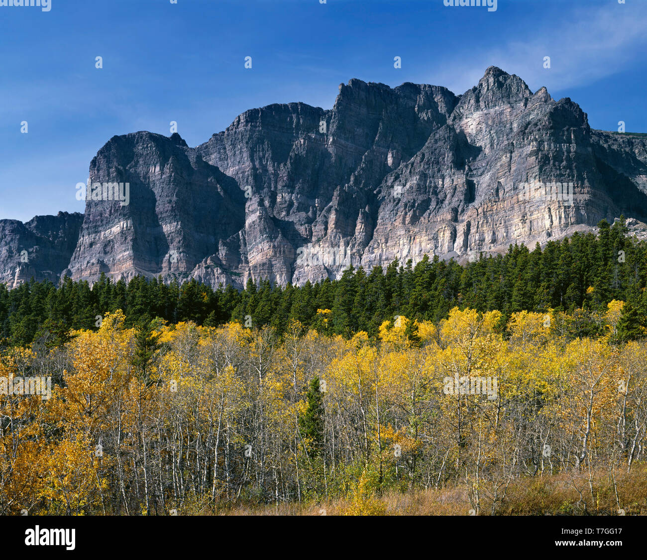 USA, Montana, Glacier National Park, der Berg steigt Apikuna abve fallen - farbige Beben aspen und Nadelbäumen in der Nähe von windigen Creek. Stockfoto