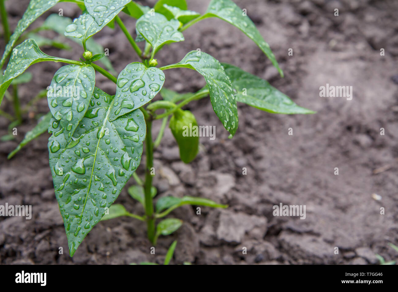 Junge Paprika wachsen auf Busch im Garten. Bulgarische oder Paprika Pflanzen. Geringe Tiefenschärfe. Stockfoto