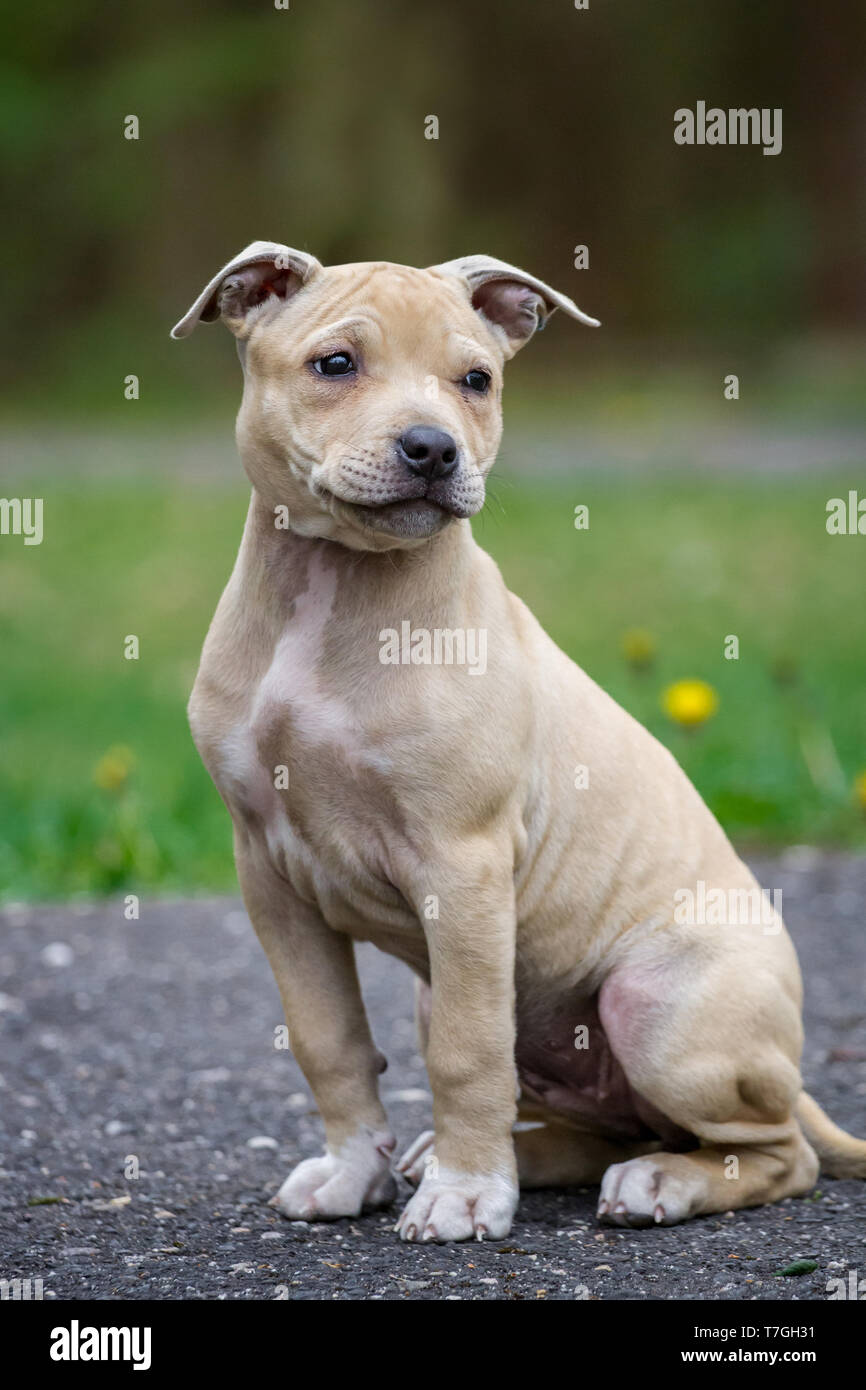 Hellbraun American Pit Bull Terrier Welpe Stockfoto