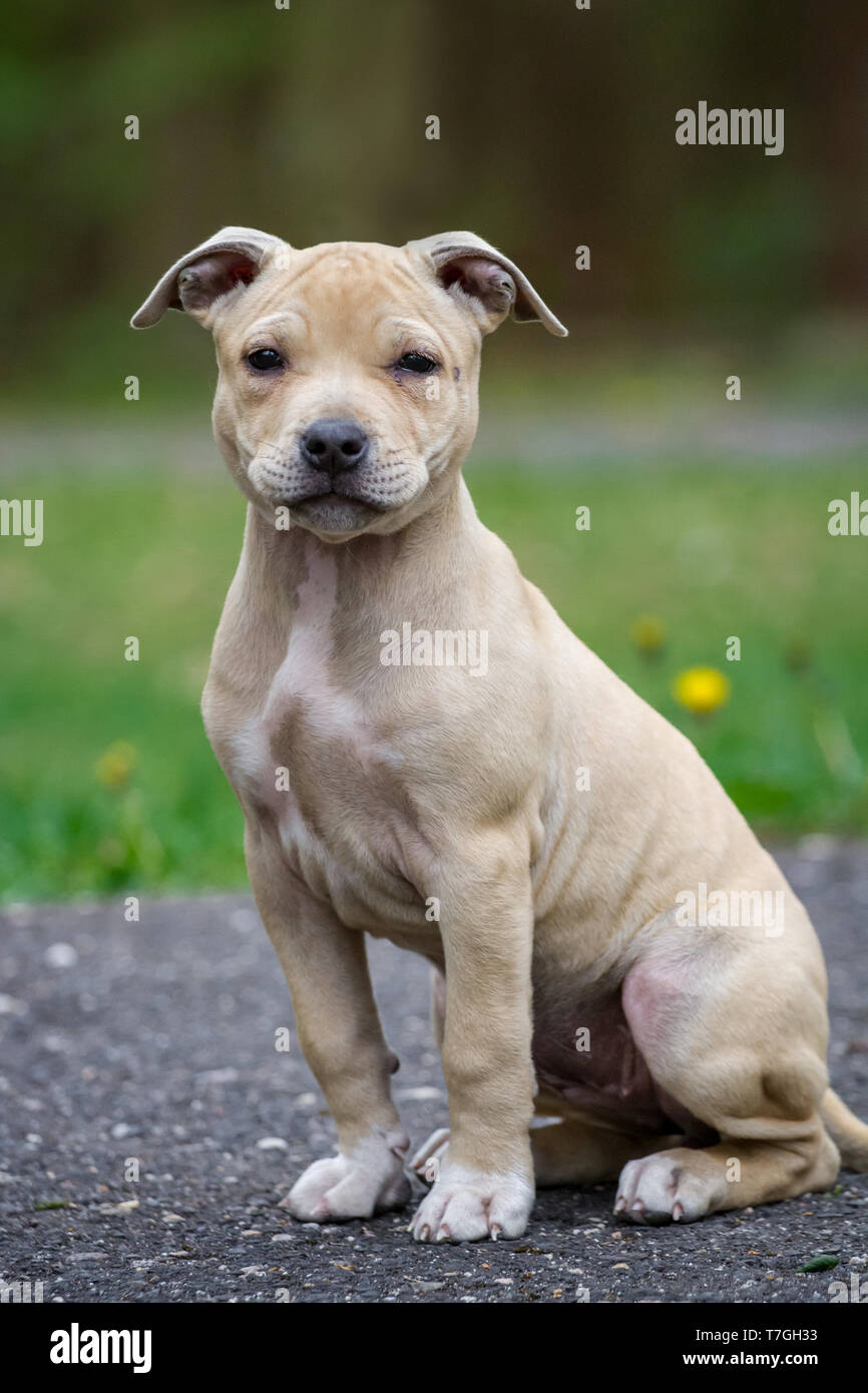 Hellbraun American Pit Bull Terrier Welpe Stockfoto