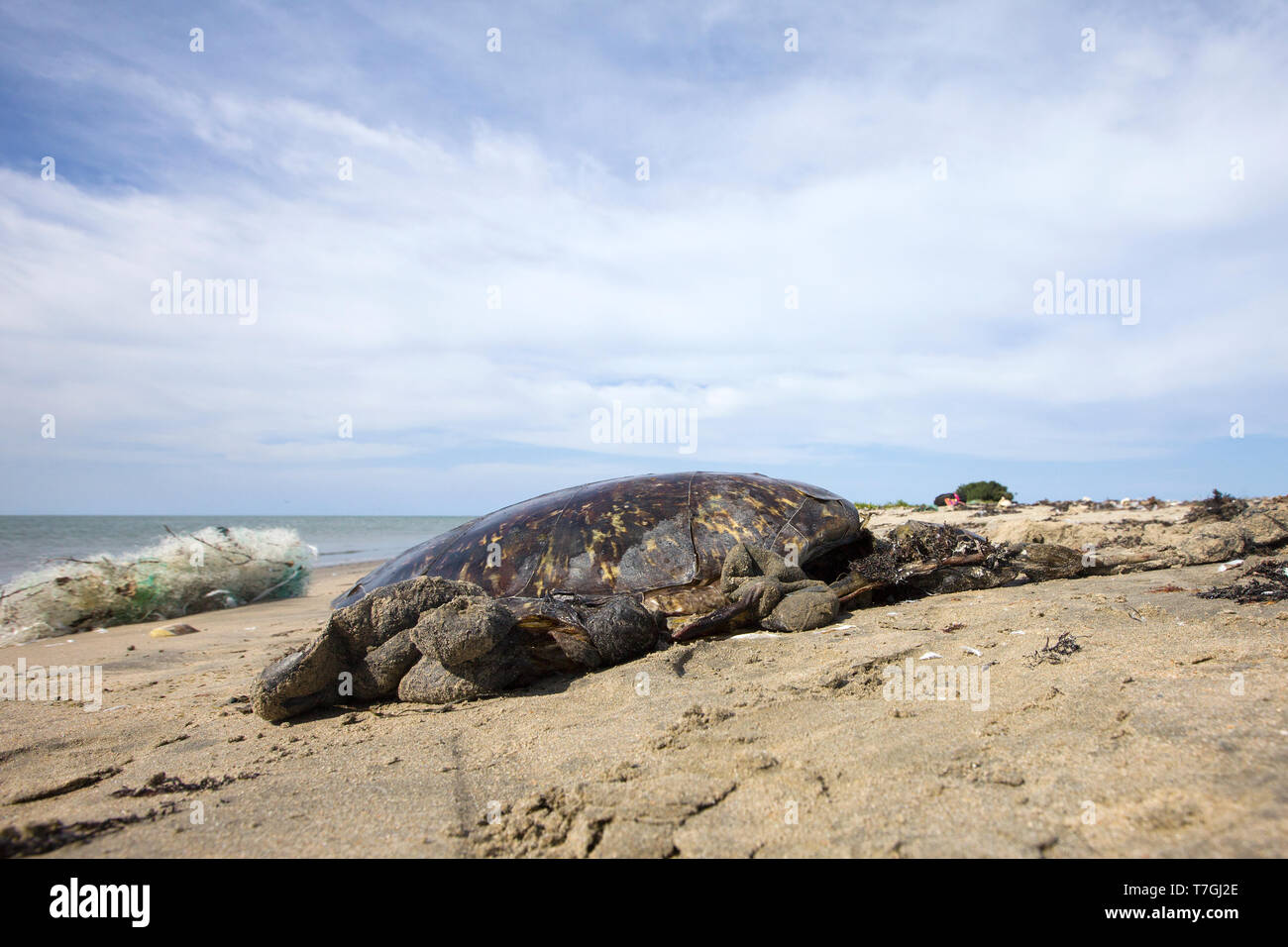 Dead Sea turtle gewaschen am Strand Stockfoto