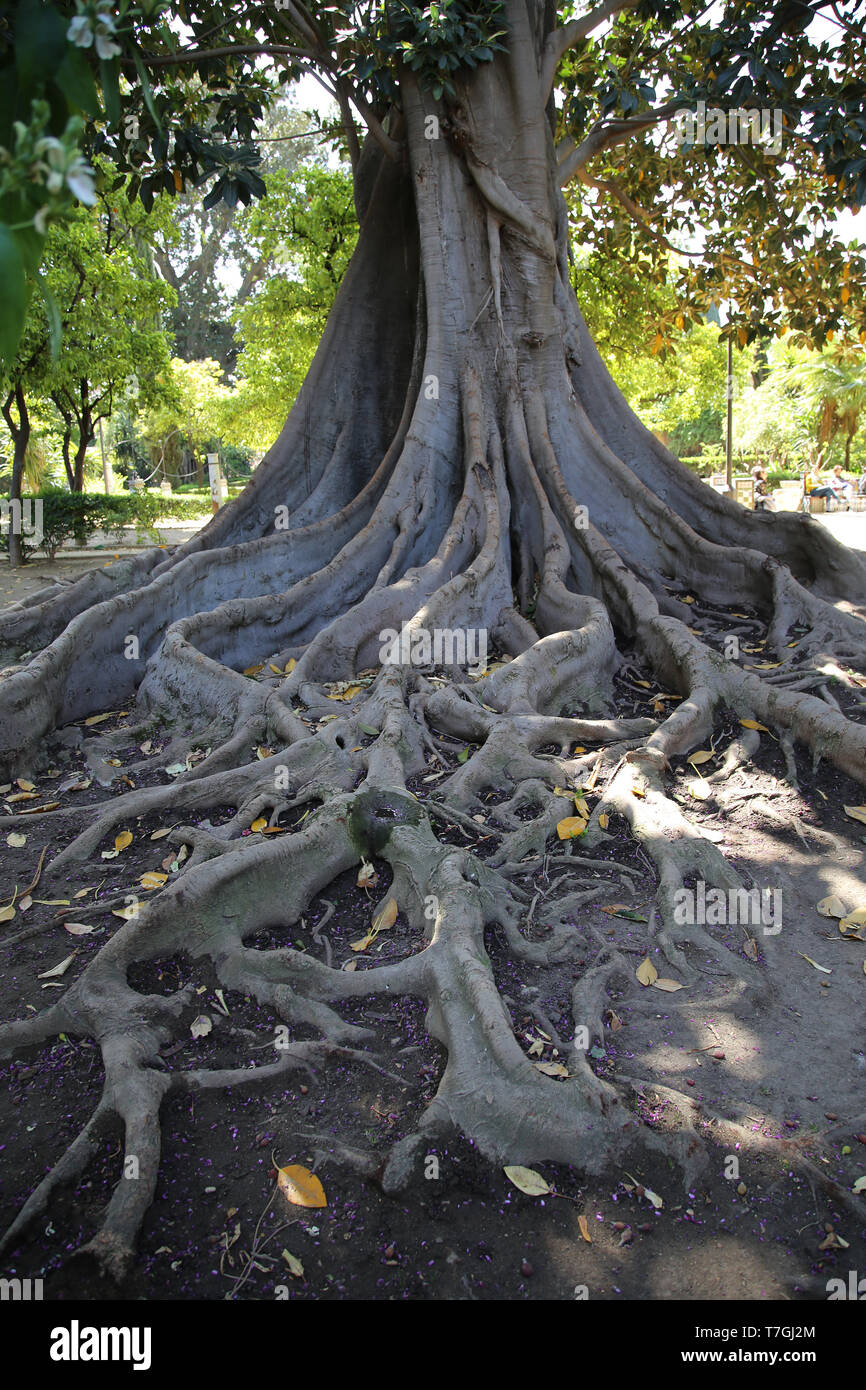 Wurzel des Ficus Baum. Gärten von Murillo. Sevilla. Andalusien. Spanien. Stockfoto