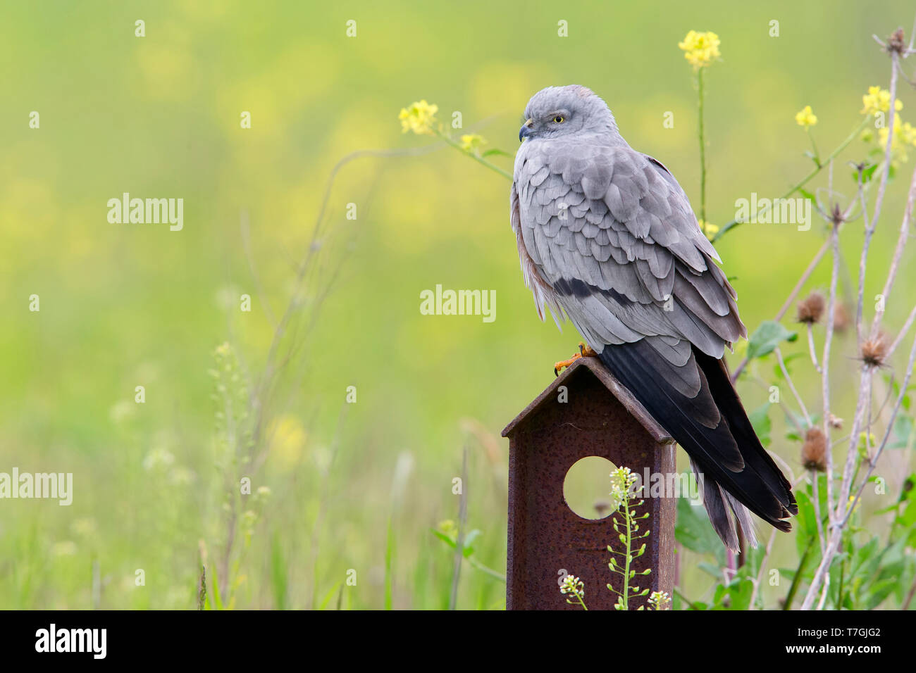 Montagu's Harrier, Erwachsener, Mann, Kampanien, Italien (Cyrcus pygargus) Stockfoto