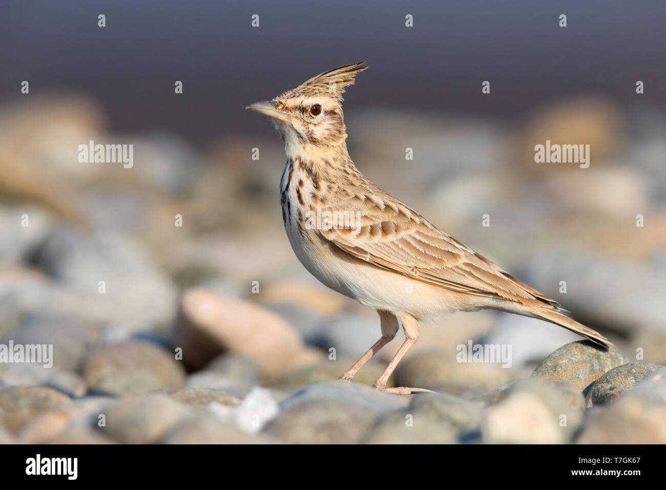 Crested Lark, Erwachsenen stehen auf Kieselsteinen, Qurayyat, Gouvernement Maskat Stockfoto