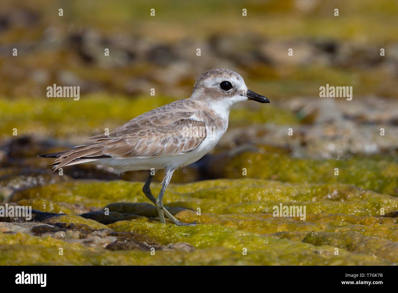 Weniger Sand Plover, stehend in einem Sumpf, Quryyat, Gouvernement Maskat Stockfoto