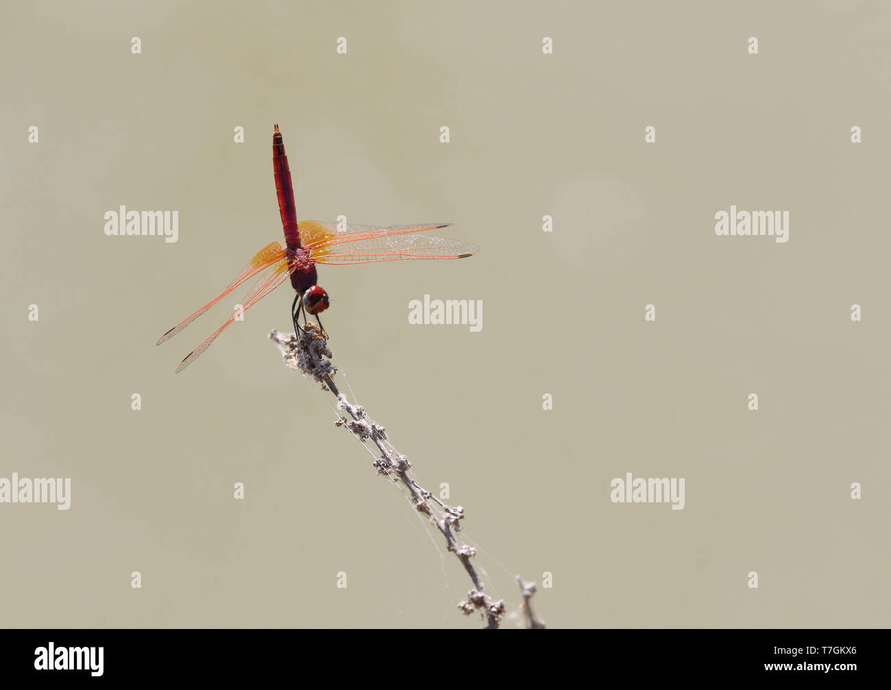 Violett, Dropwing Trithemis annulata Stockfoto
