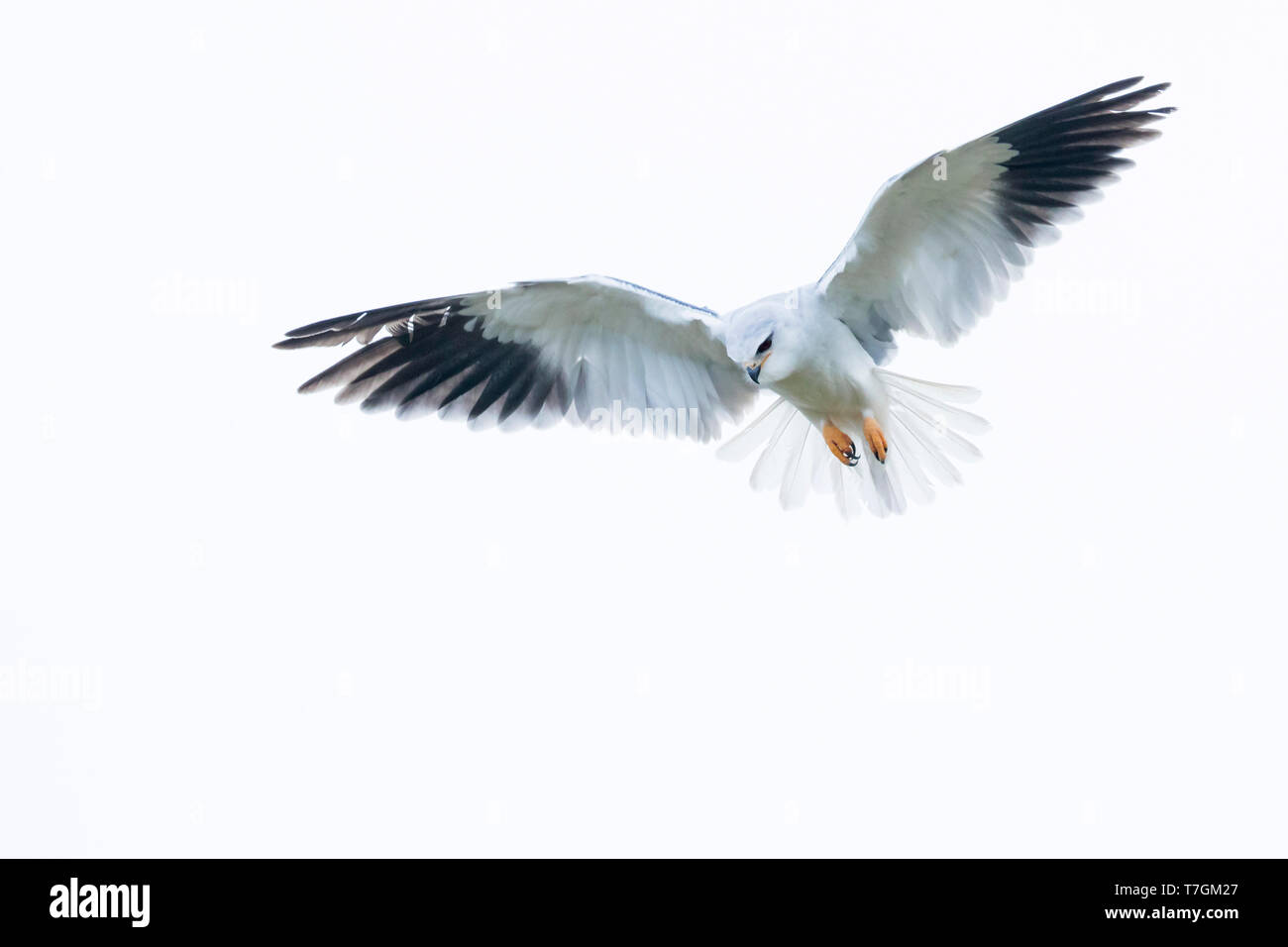 Nach Black-winged Kite (Elanus caeruleus caeruleus) in Spanien. Schweben in der Luft, auf der Suche nach einer Beute zu fangen. Stockfoto